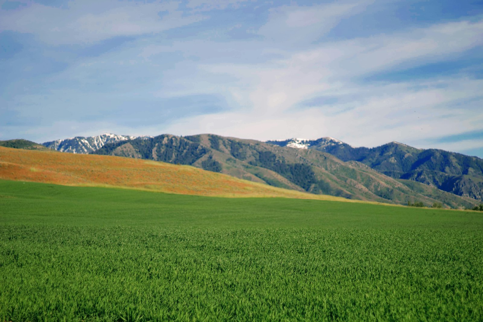Green Utah farm field with mountains near Benjamin, UT homes for sale
