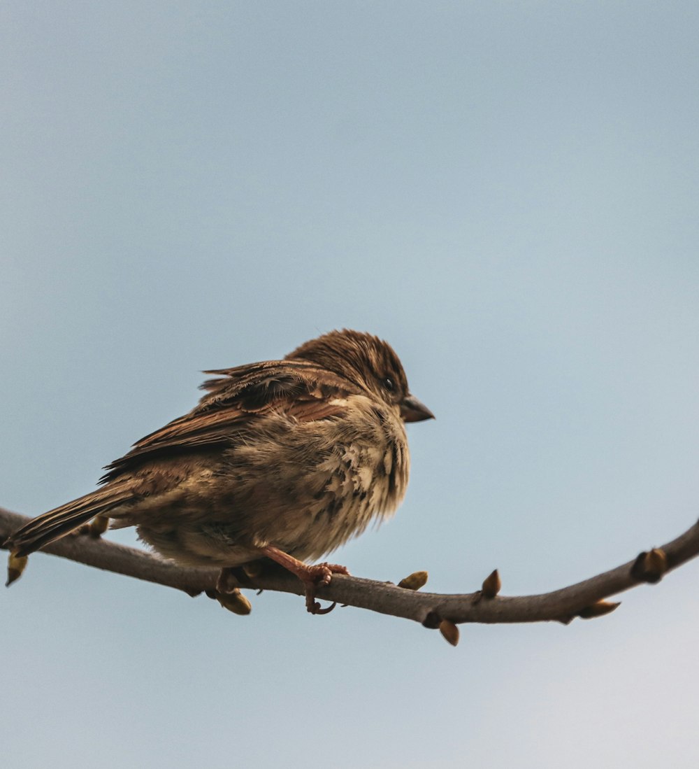 brown bird in a branch closeup phtography