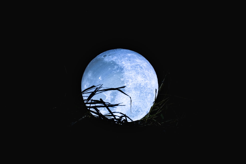 silhouette of grass under moonlight