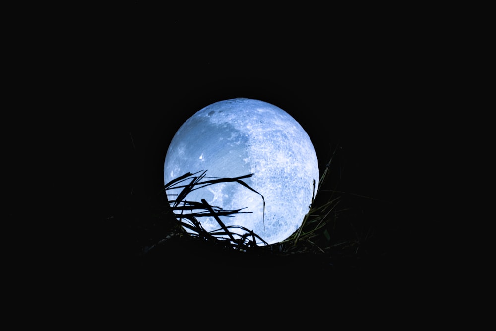 silueta de hierba bajo la luz de la luna