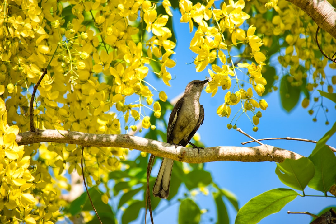 selective focus photography of brown and black perching bird