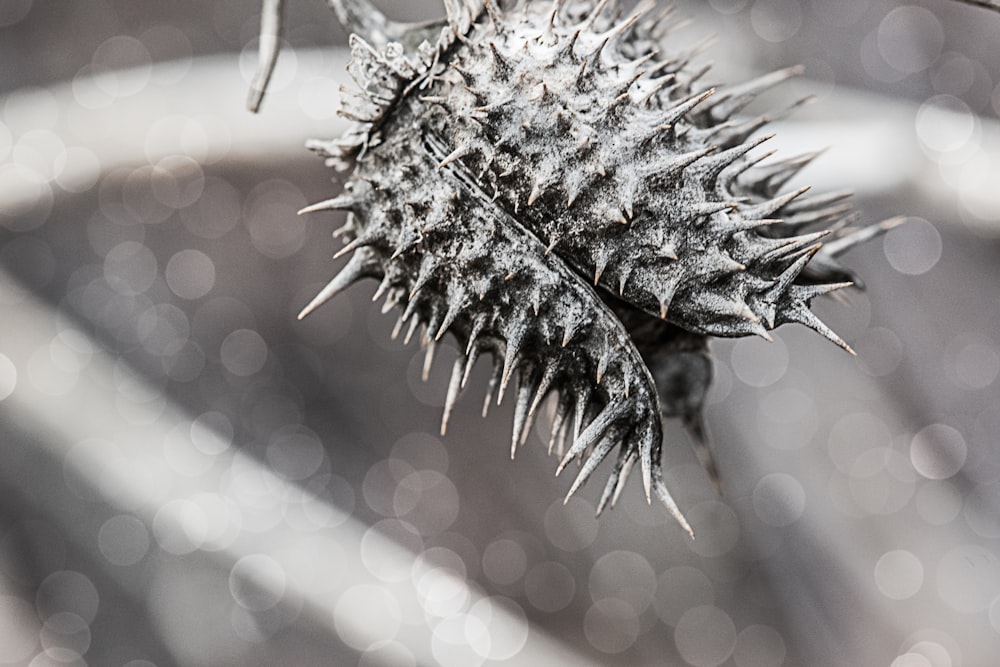a close up of a spiky plant on a branch