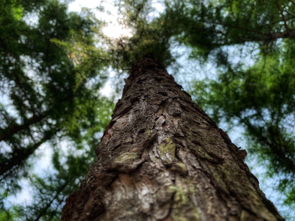 low-angle photography of tree