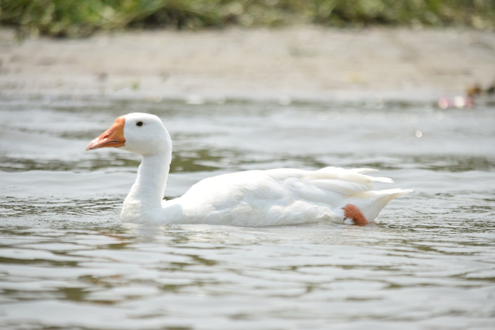 goose on body of water