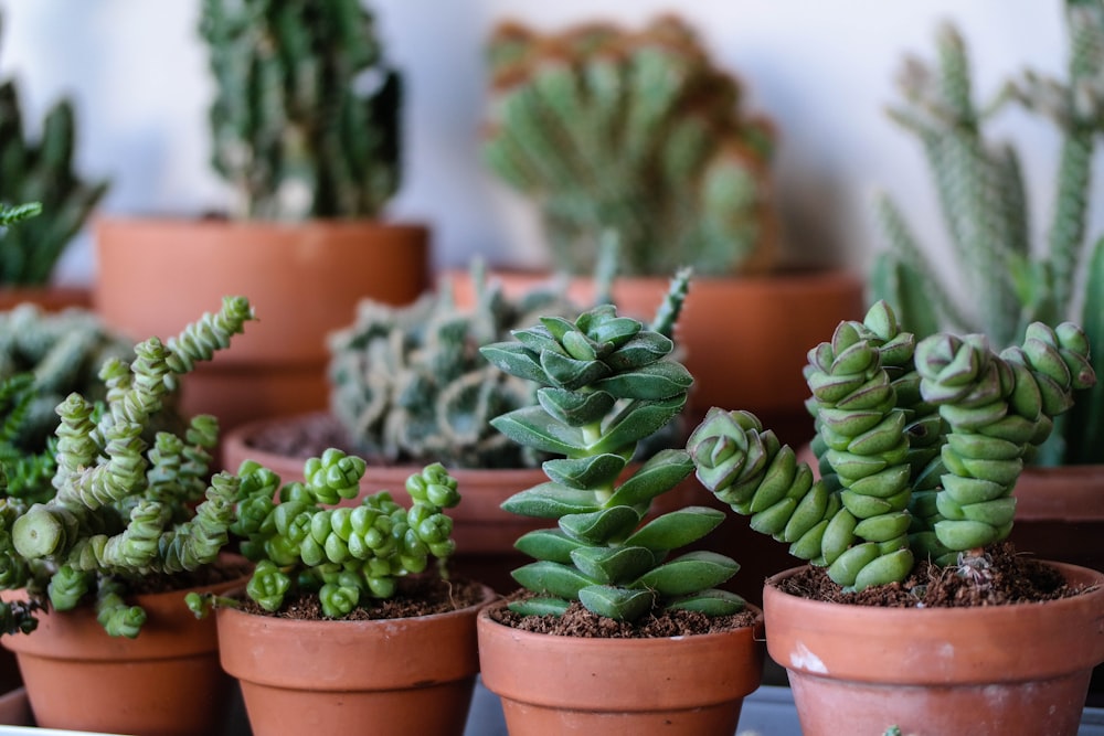 four green plants