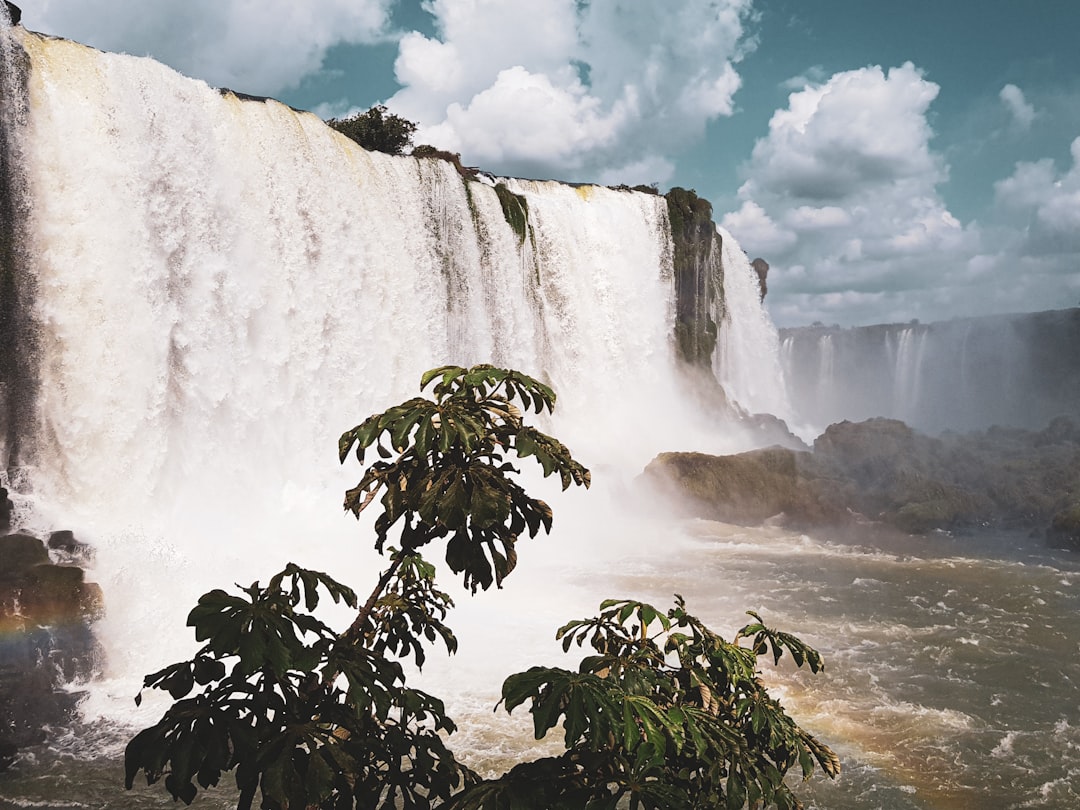 waterfalls near plant,