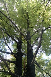 A vibrant illustration of the '枝桠汉字成长树' showing roots, branches, and leaves symbolizing growth stages.