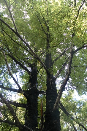 A vibrant illustration of the '枝桠汉字成长树' showing roots, branches, and leaves symbolizing growth stages.