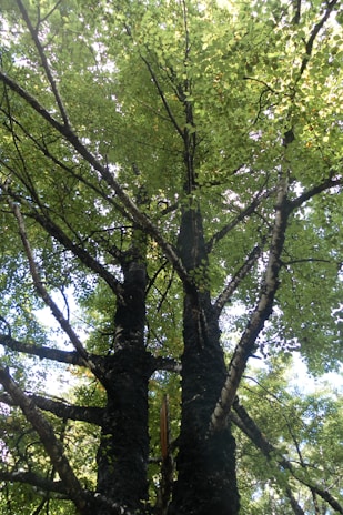 A family tree illustration with 'Allen' branching out in many directions.