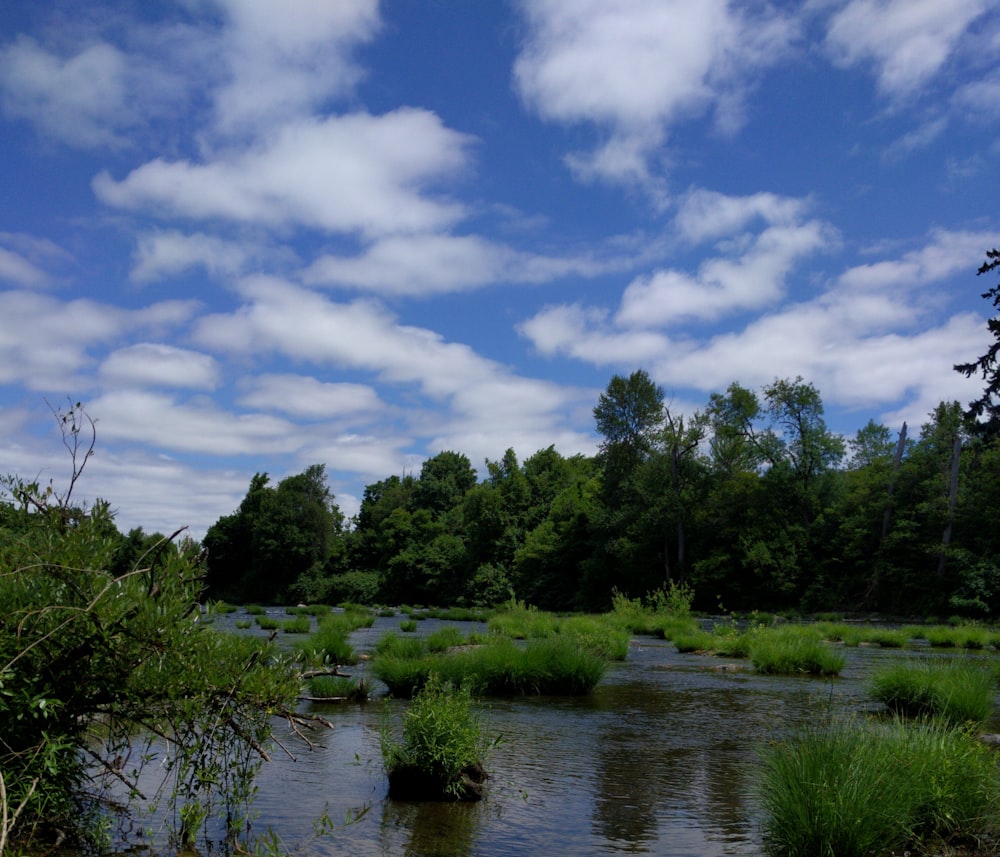 landscape photo of green-leafed trees with pond during daytime