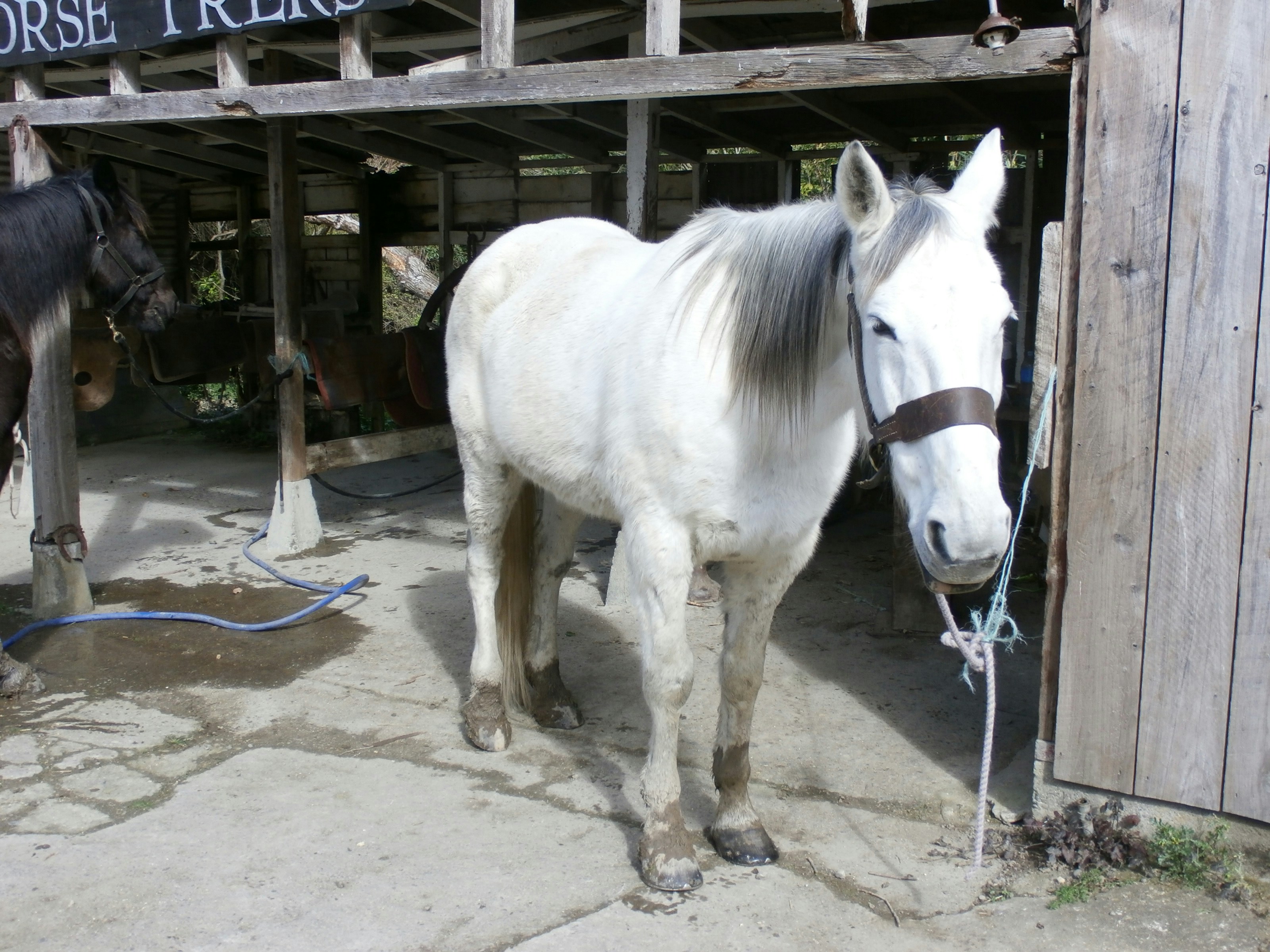 Gentle Giants: How Horses Heal Human Hearts (image credits: unsplash)