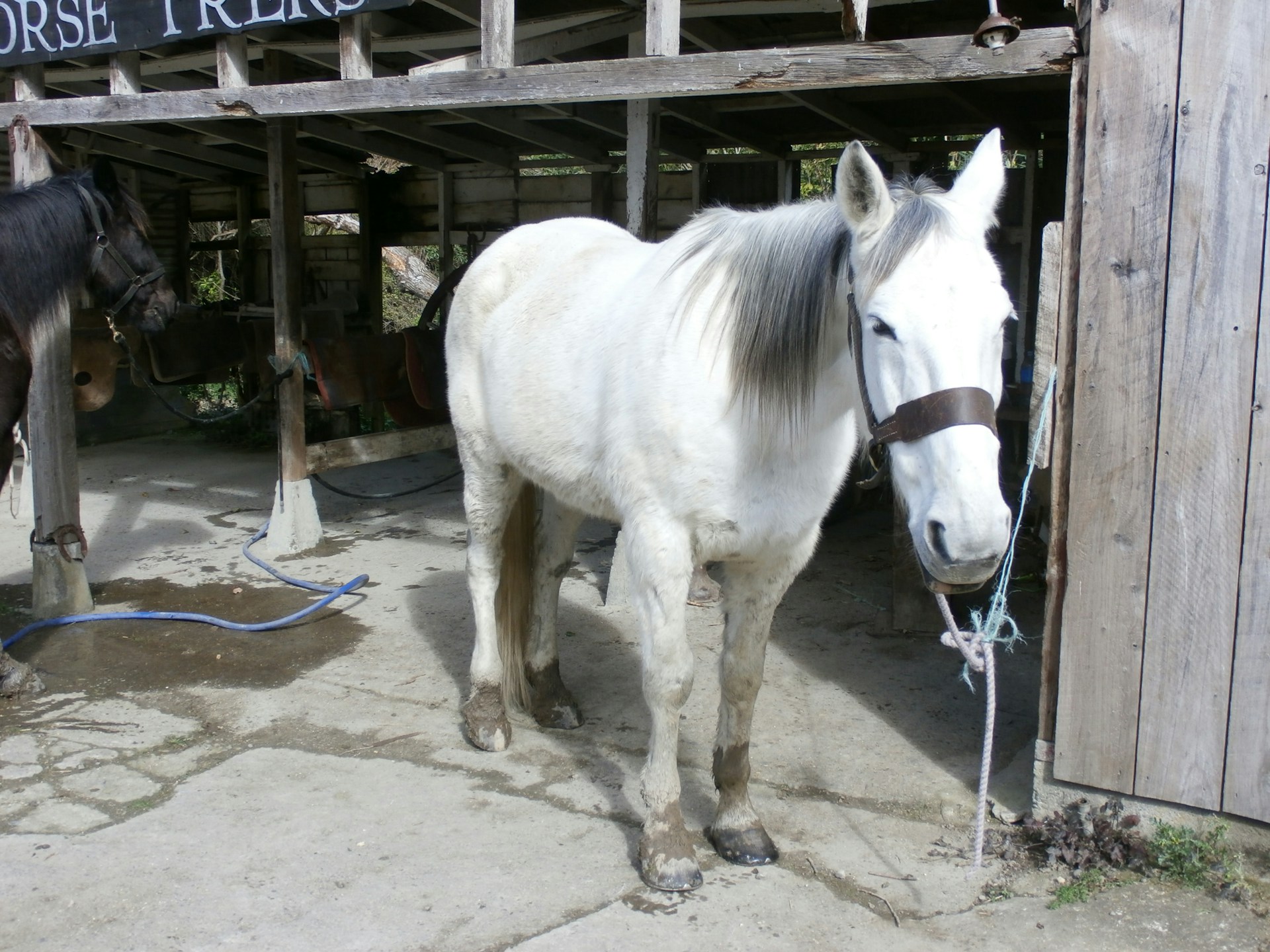 white horse