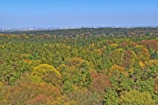 An expansive view of a lush forest with a variety of tree species showcasing different shades of green, yellow, and brown. The horizon reveals a distant urban skyline under a clear blue sky.