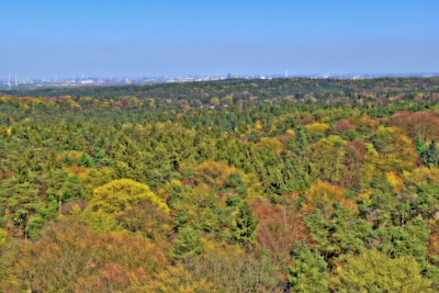 A panoramic view of a thriving woodland, representing the broad reach of Lumber Group’s investments.