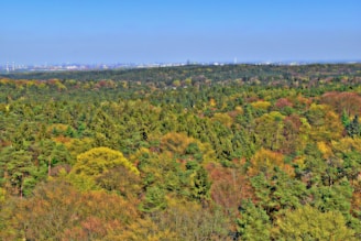 A panoramic view of a thriving woodland, representing the broad reach of Lumber Group’s investments.