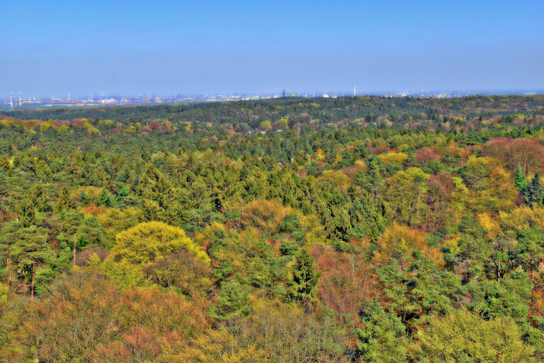 aerial view of trees