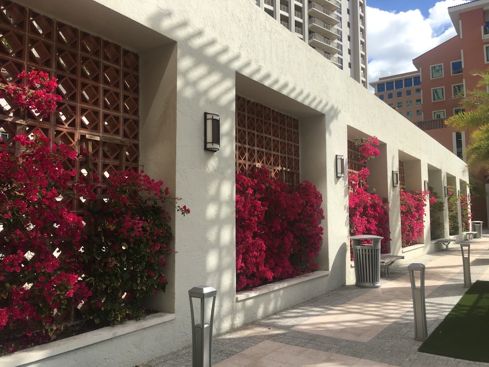 red flowers on building walls photo