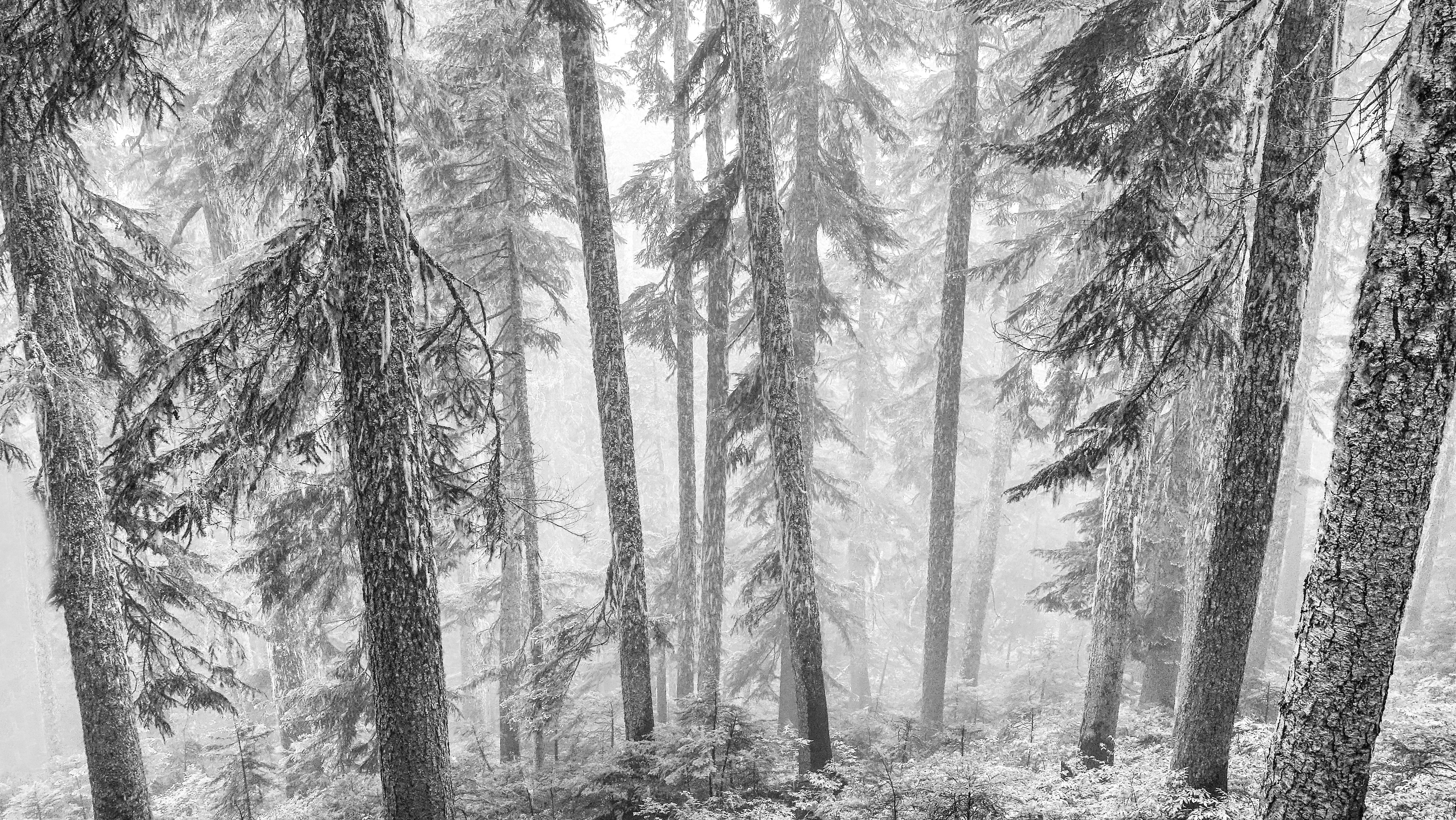 Forest Covered In Snow Photo Free Grey Image On Unsplash