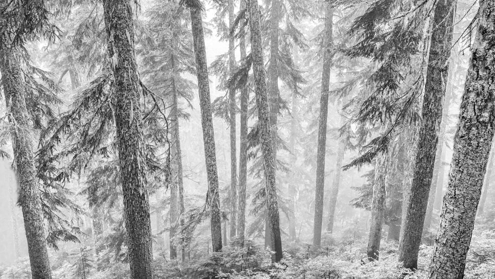 forest covered in snow