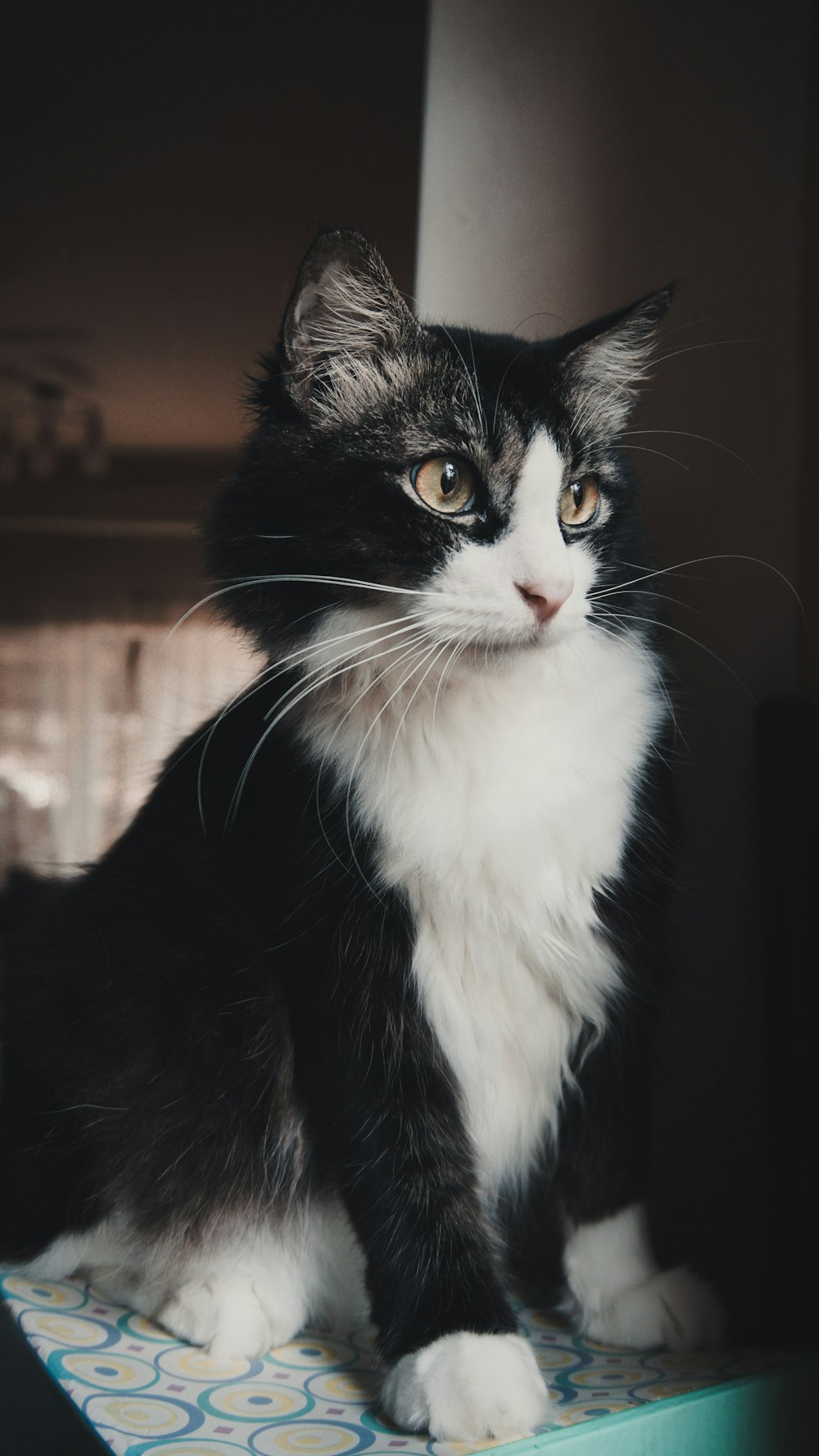 tuxedo cat