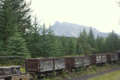 Several wooden mining carts are lined up on a track in a forested area with dense pine trees. Behind the trees, a large rocky mountain range rises against the background, partially obscured by mist or haze. The scene conveys a sense of abandonment and natural encroachment.