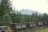 Several wooden mining carts are lined up on a track in a forested area with dense pine trees. Behind the trees, a large rocky mountain range rises against the background, partially obscured by mist or haze. The scene conveys a sense of abandonment and natural encroachment.