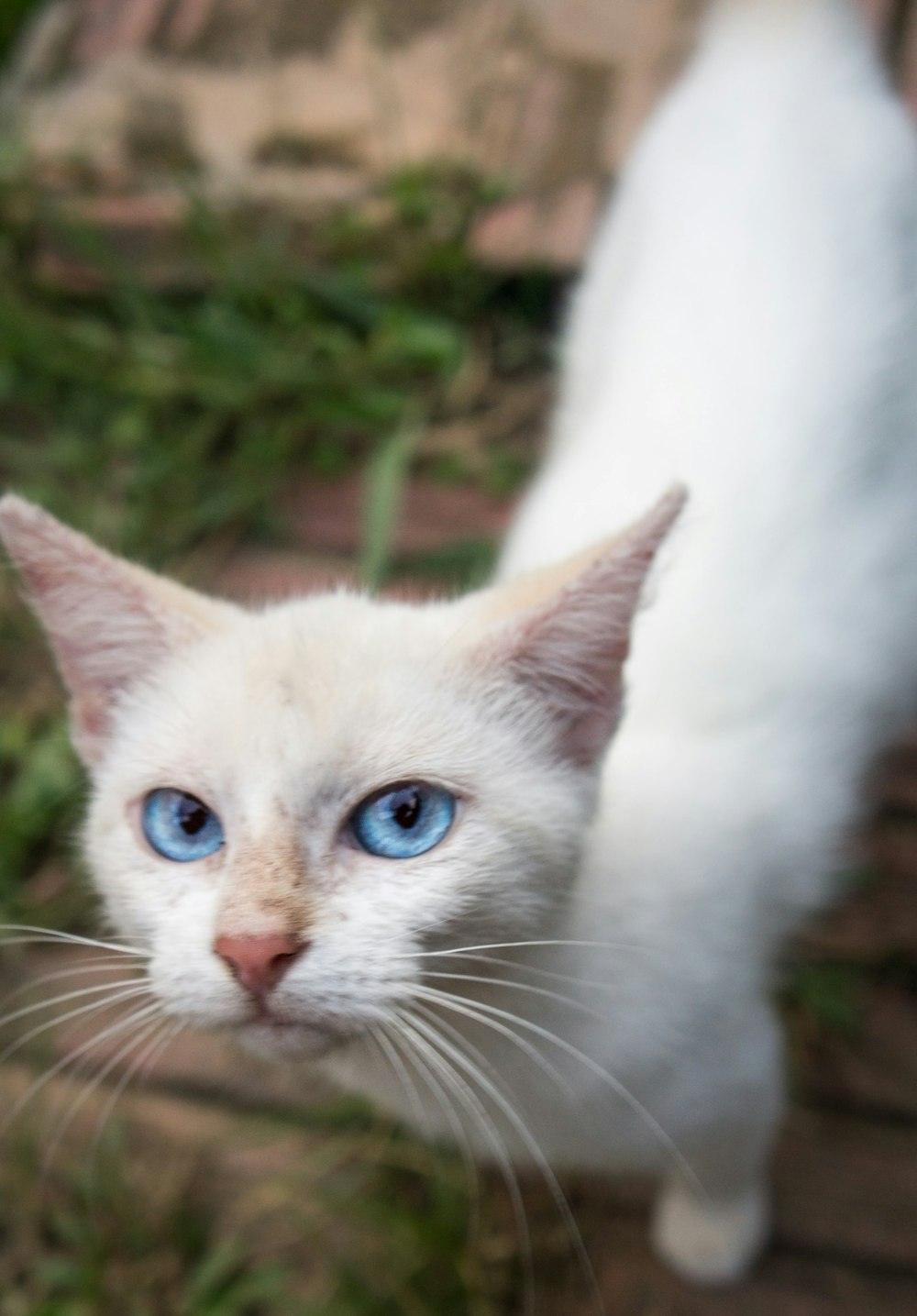white cat in close up photo