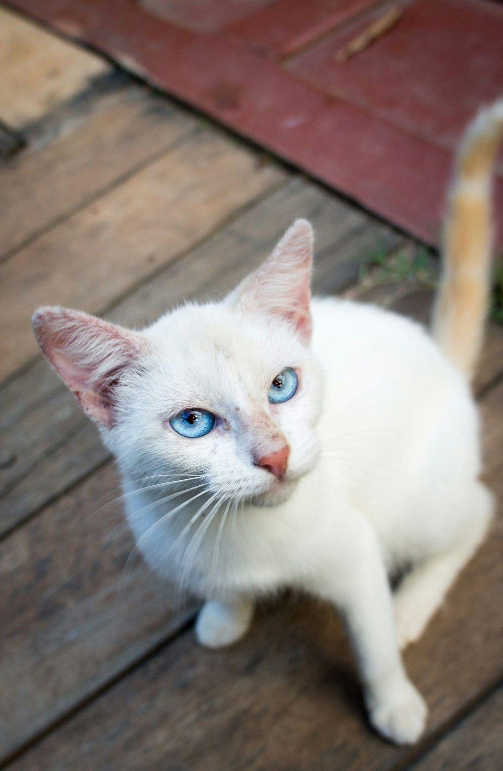 white cat