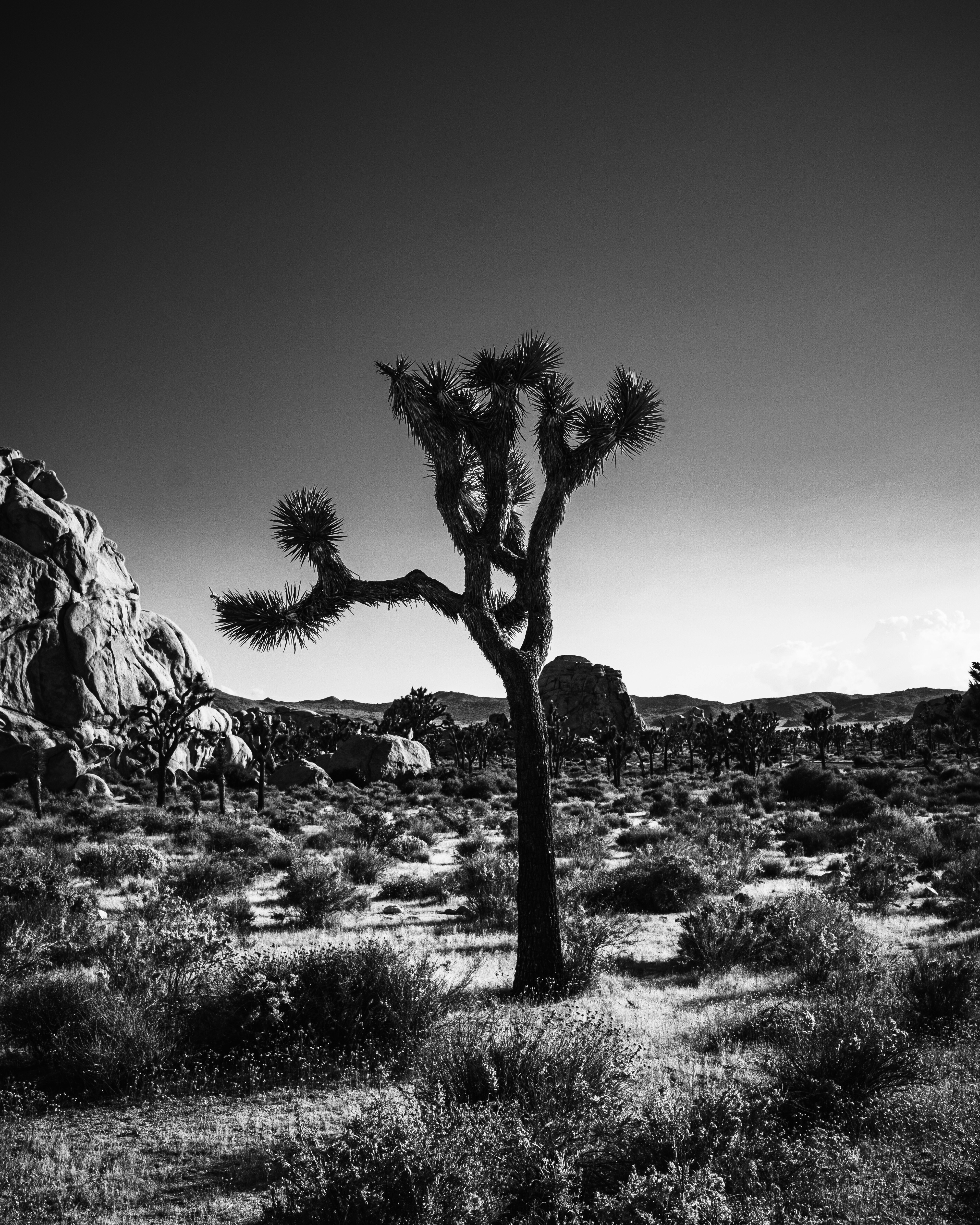Photo by denislesak