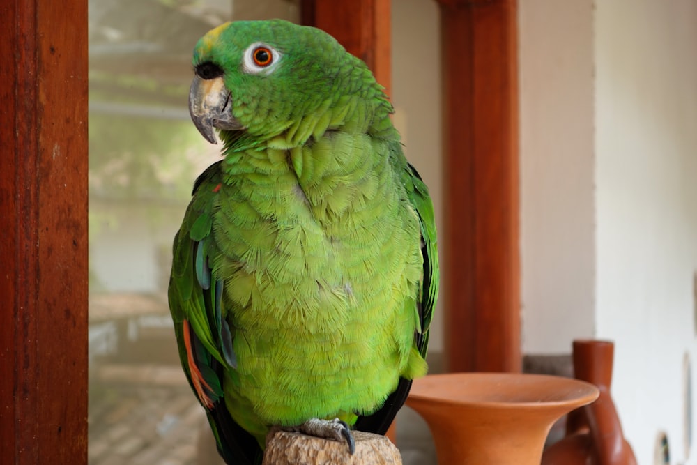 green bird on branch