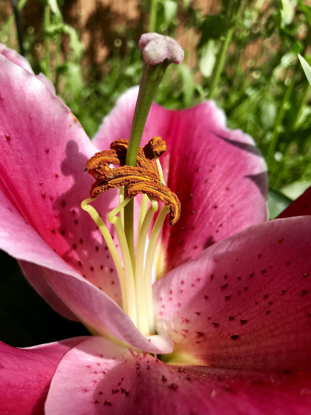 pink flower close-up photo