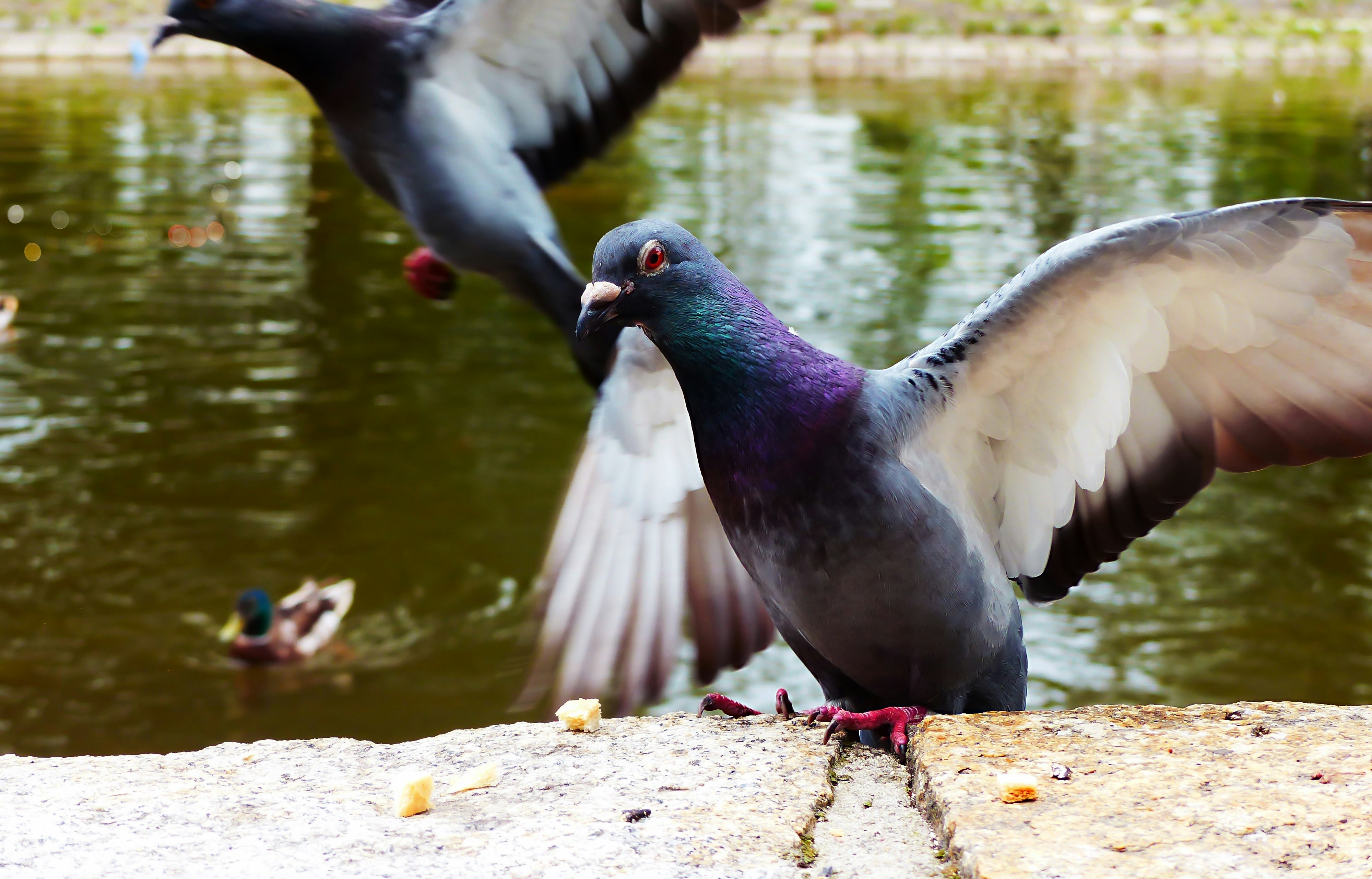 The Secret Navigator: How Pigeons Use Their Liver for Amazing Navigation