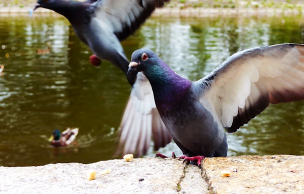 A pigeon with iridescent feathers is captured in mid-movement near a body of water. Its wings are spread wide, and its gaze is directed towards the viewer. Nearby, another pigeon is partially visible, also in flight. In the background, a few ducks are swimming in the pond, with ripples and reflections visible on the water's surface. Bread crumbs are scattered on a stone ledge in the foreground.
