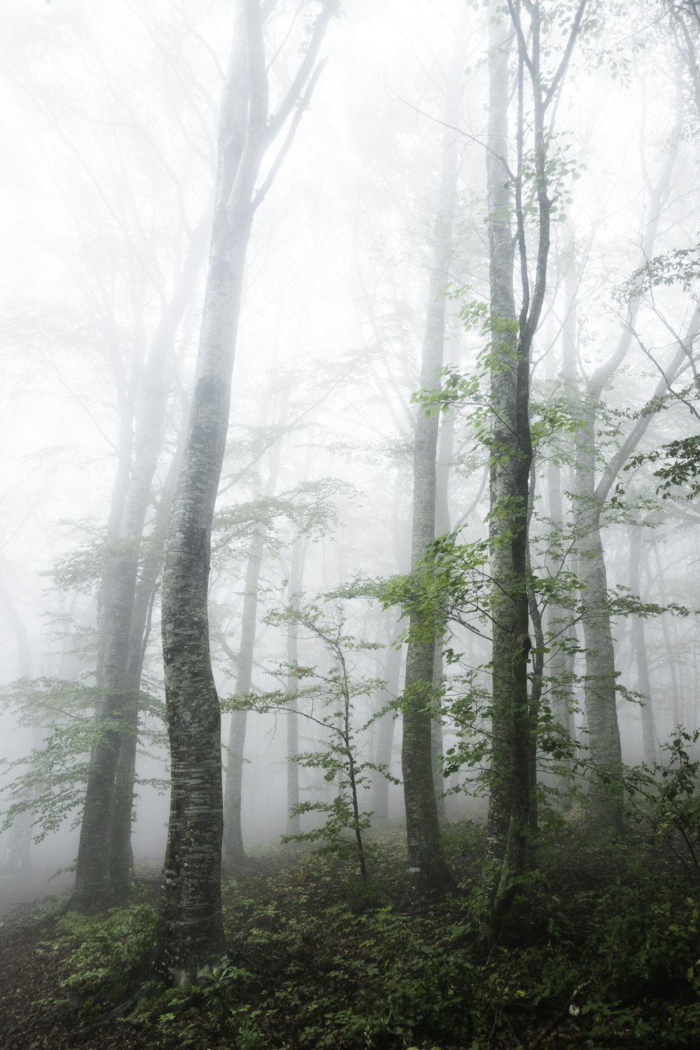photo of forest with fogs