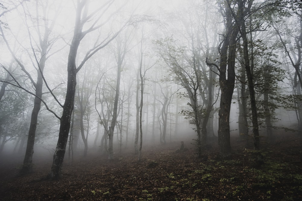 brown withered trees under by fogs