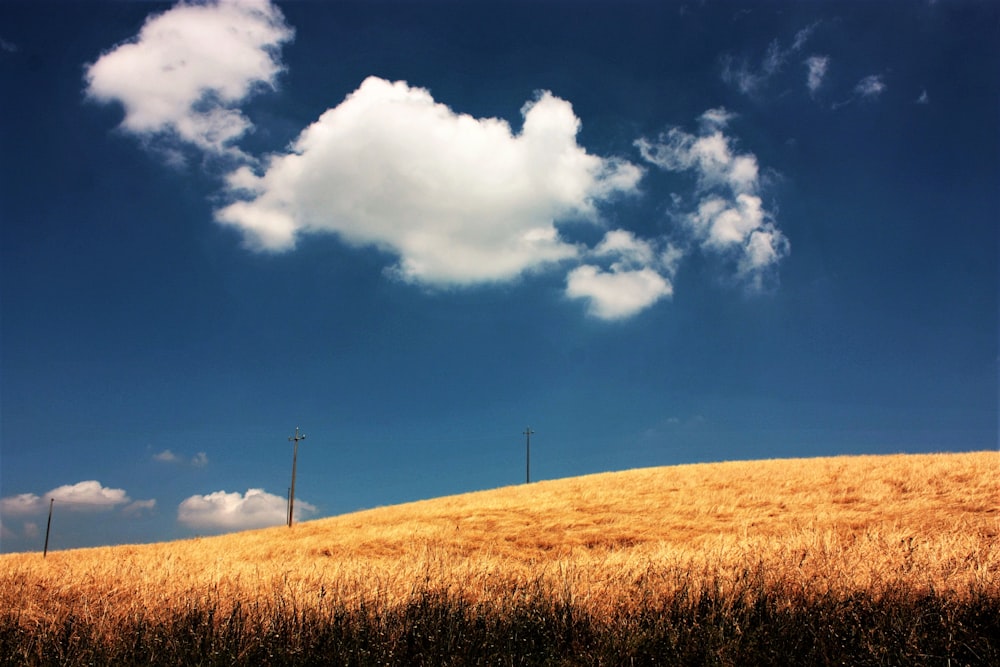 orange grass field