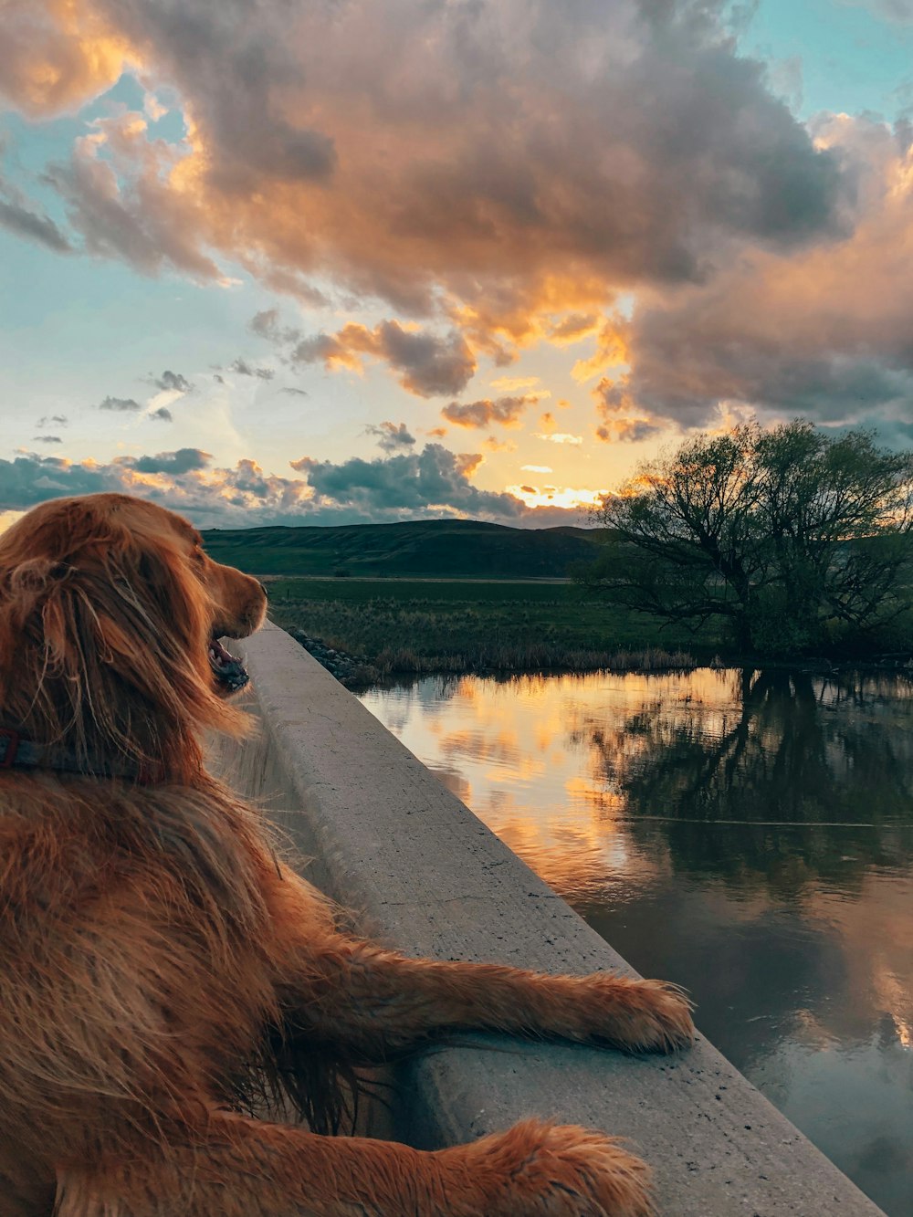 golden retriever lying near body of water under cloudy sky