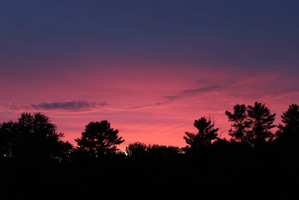 silhouette photography of trees during golden hour