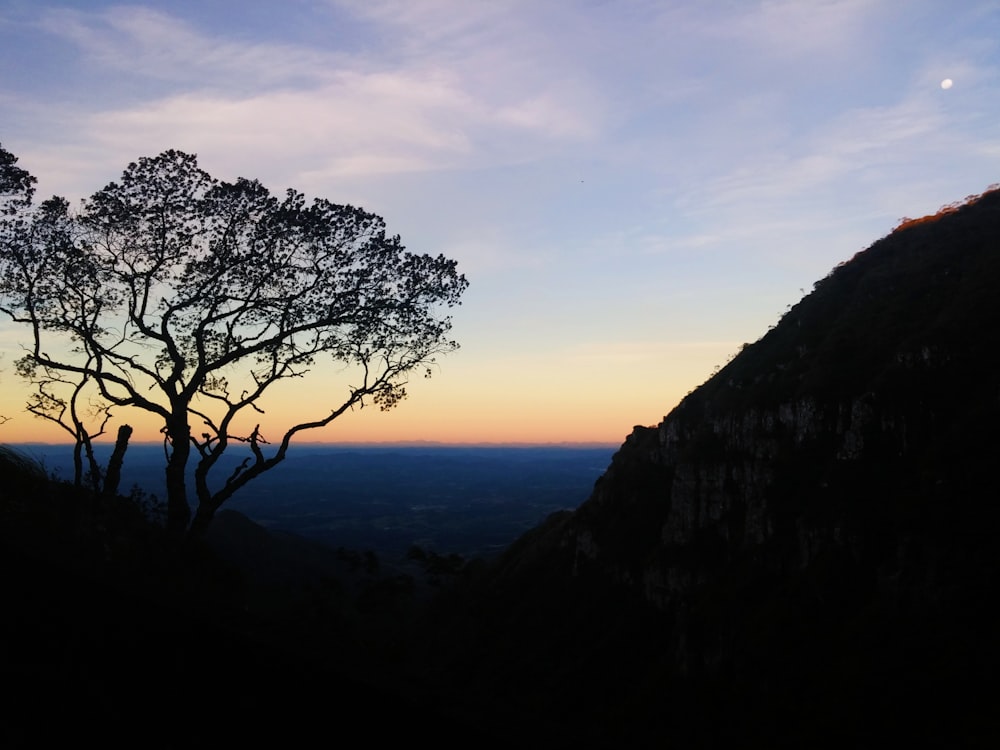 silhouette of trees