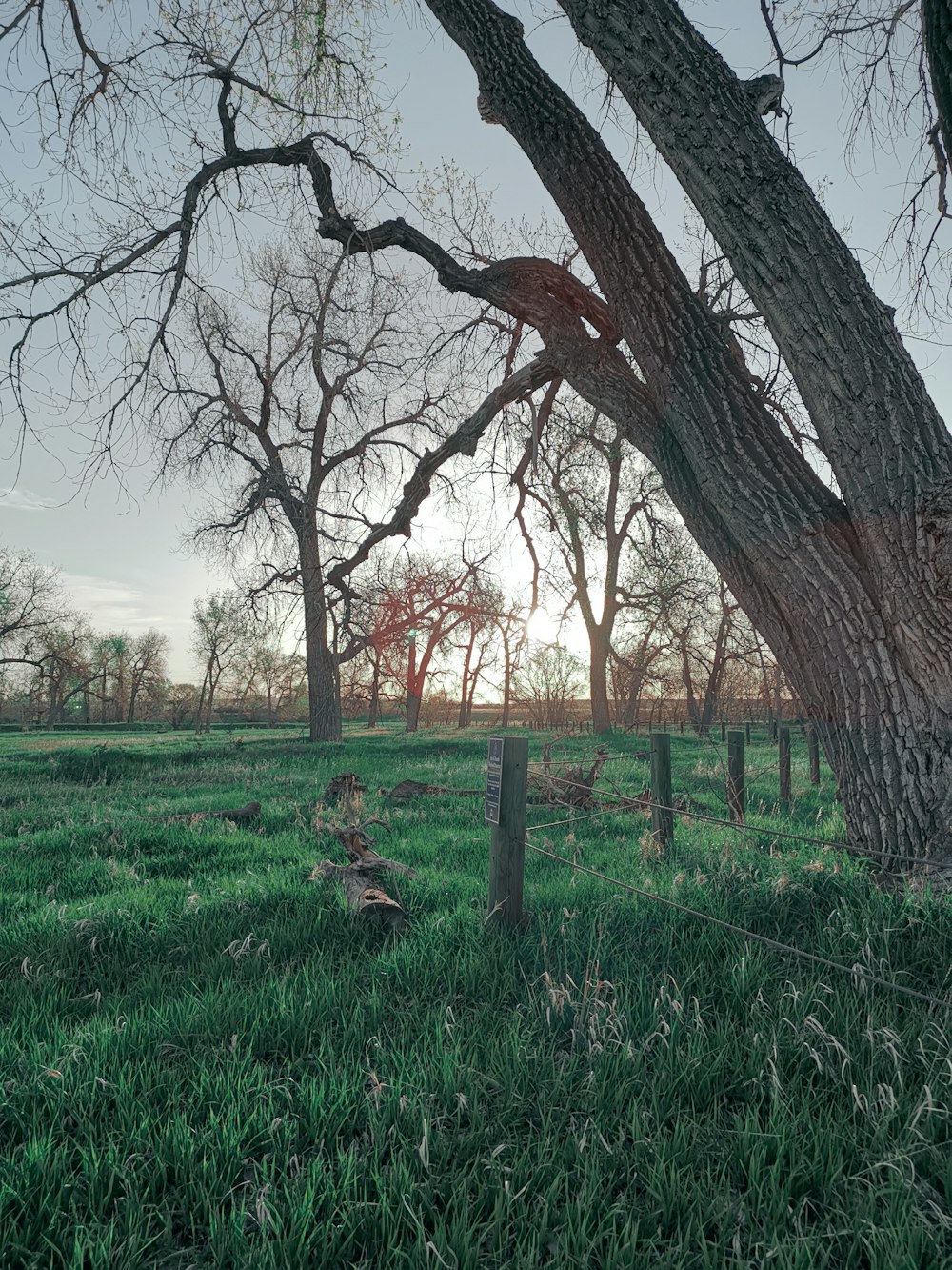 a grassy field with trees and a fence