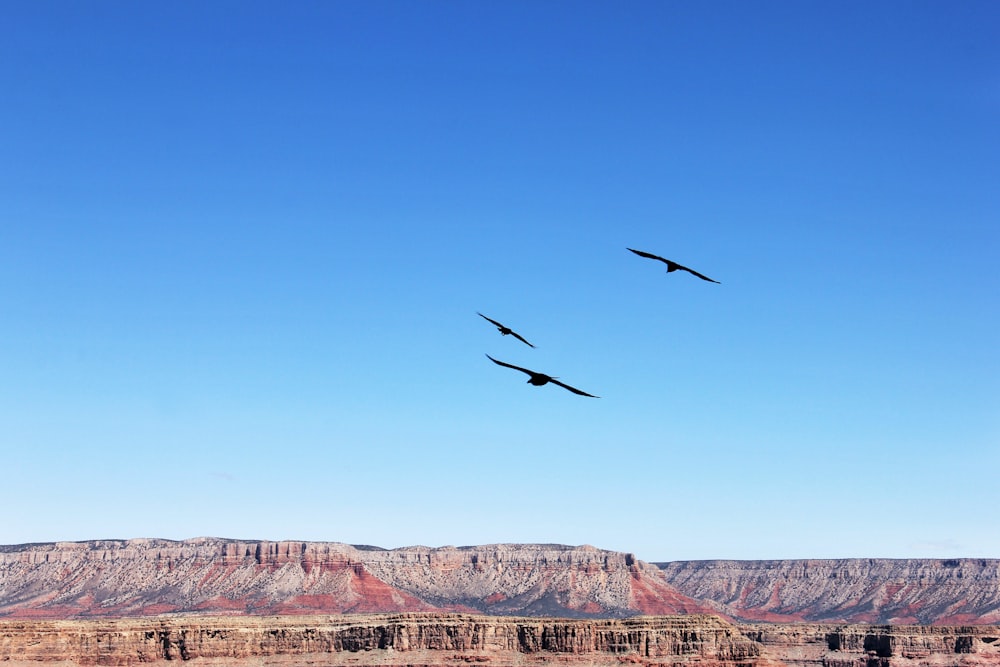 three birds flying on the sky