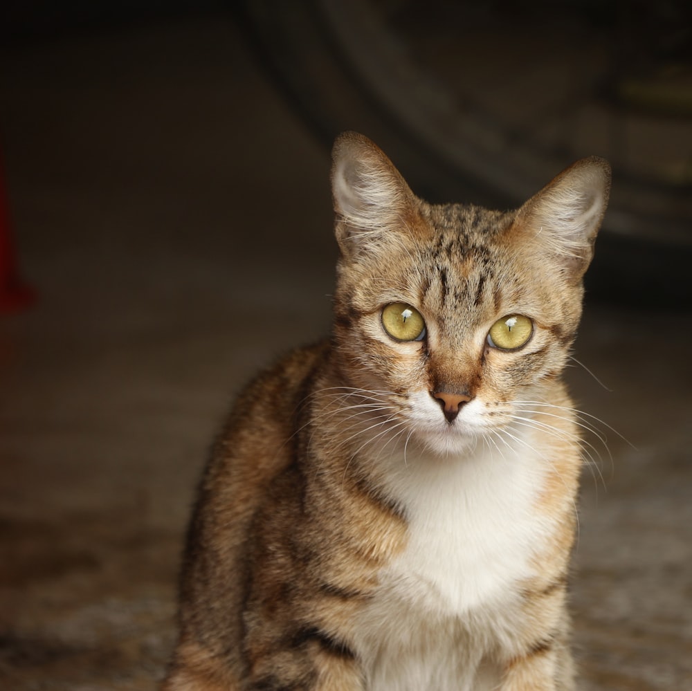 brown and black cat in close-up photography