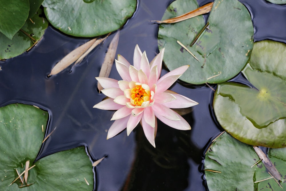 pink petaled flower