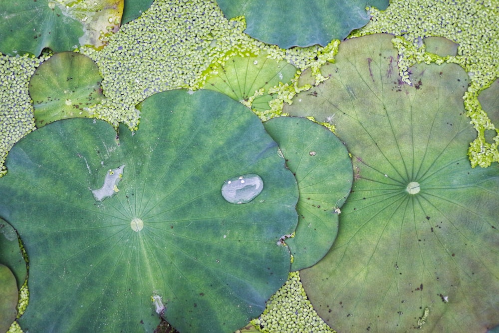 green leaves