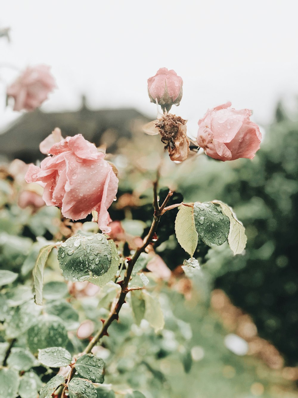 selective focus photography of pink rose flowers