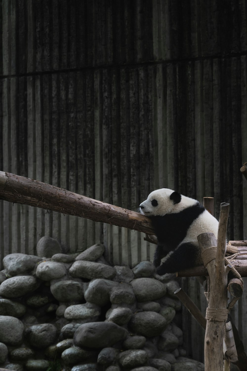 white and black Panda on wood