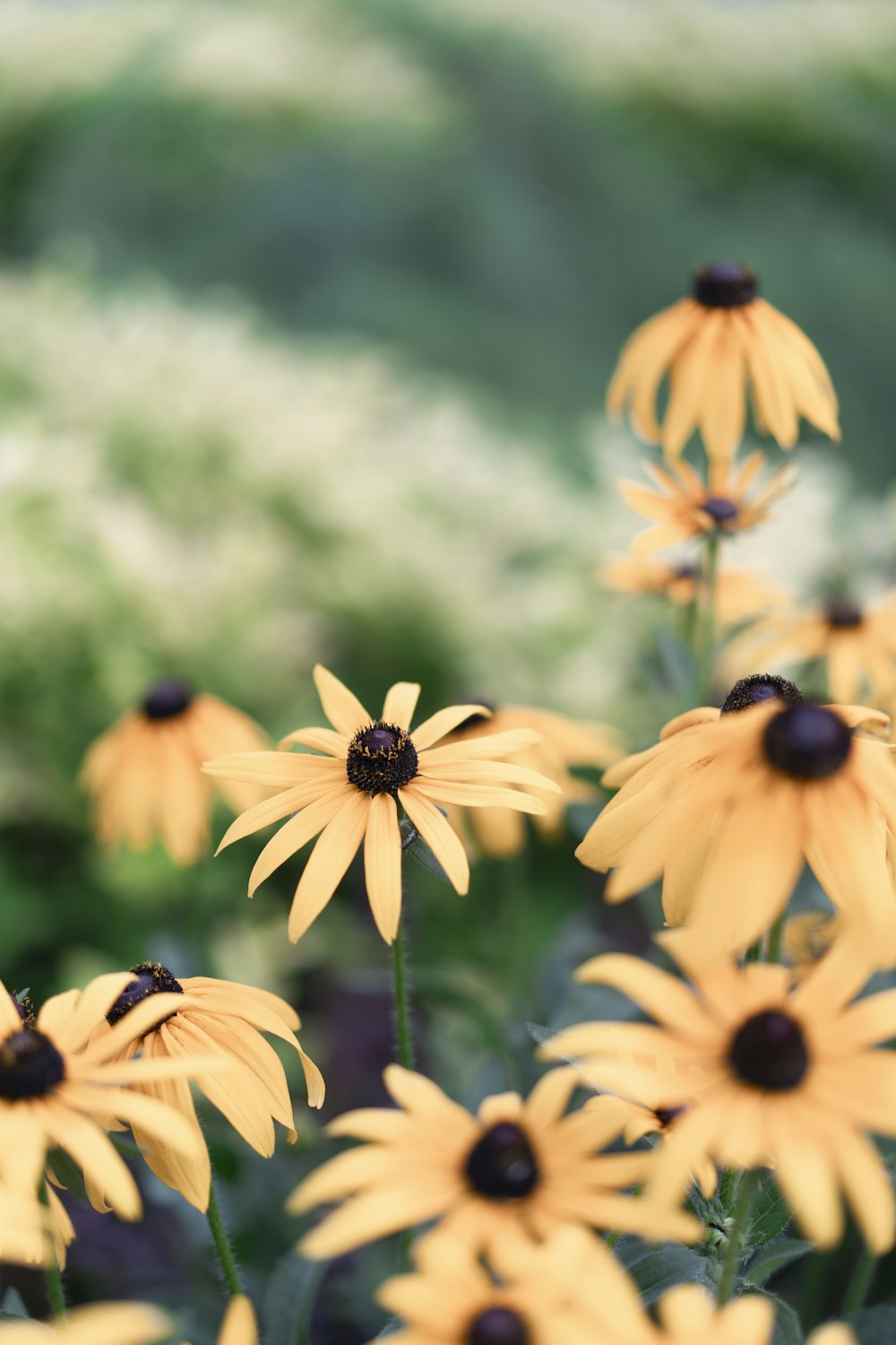 yellow petaled flowers