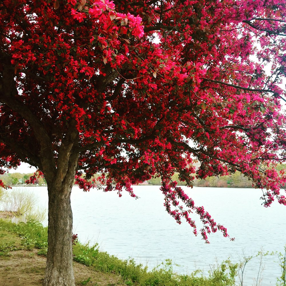 shallow focus photo of cherry blossom tree near body of water during daytime