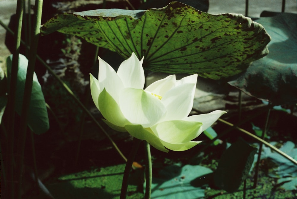 white flower in bloom