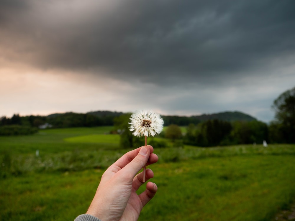 person holding dandelion